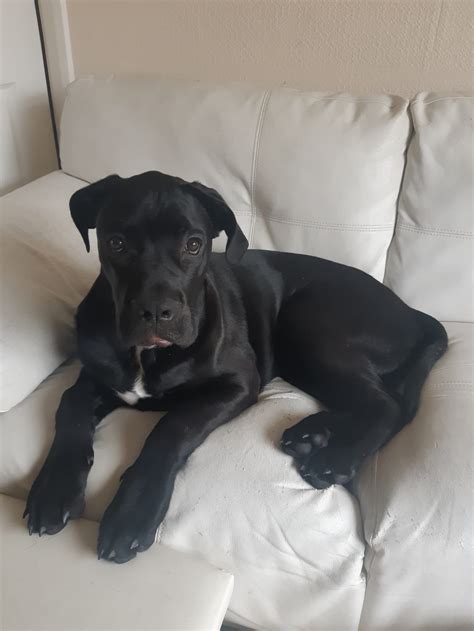 Description Price 325 (Negotiable) Type For Sale Date 4. . 6 month old cane corso for sale